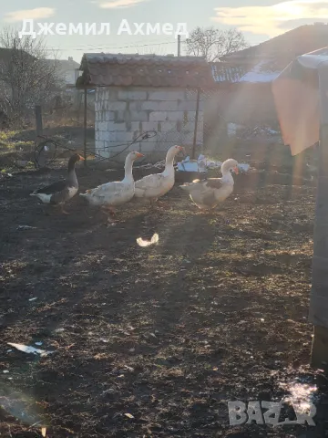 Гъски кокошки пилета  зайци гълъби, снимка 2 - За птици - 48927385