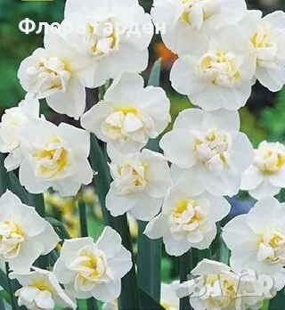 Луковици НАРЦИС, снимка 12 - Градински цветя и растения - 56336423