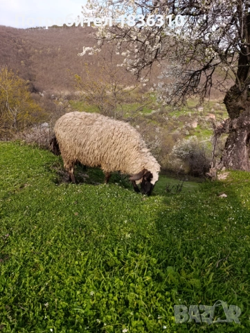 Шиле балканско, снимка 5 - Овце - 54174079