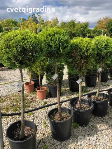 Cupressus macrocarpa ‘Goldcrest’(Кипарис златист топиар), снимка 3 - Градински цветя и растения - 56327944