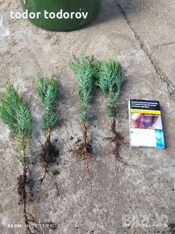 туя источна разсад 0.80лв, снимка 11 - Градински цветя и растения - 8793358