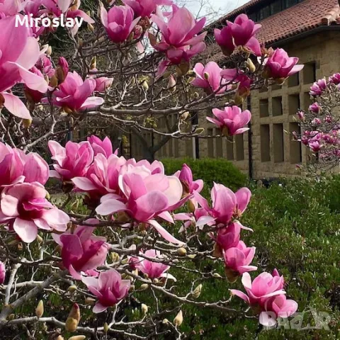 Магнолия Рустика Рубра, снимка 6 - Градински цветя и растения - 50375522