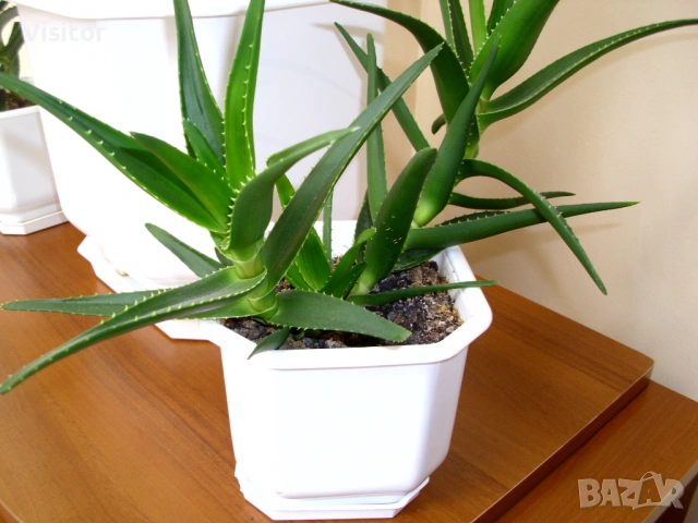 BenQ DC C1035   10 мрХ, снимка 17 - Фотоапарати - 54282156