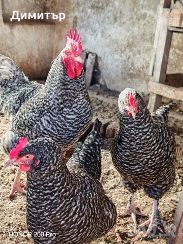 Разплодни яйца от Мехелен, снимка 10 - Кокошки и пуйки - 52938556