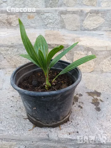 Зимни /студоустойчива/ палми - Трахикарпус - различни размери