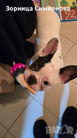 Френско булдоче женско