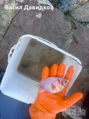 Златни риби принцеси Комети имам различни размери , снимка 8 - Рибки - 45372844