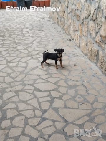 Пинчер , снимка 1