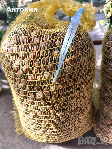 Продавам лешници 