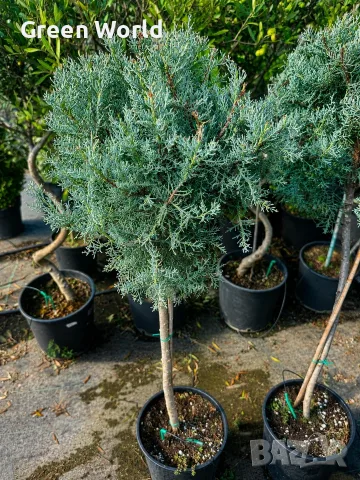  Аризонски кипарис, оформен като дръвче - 30 € 