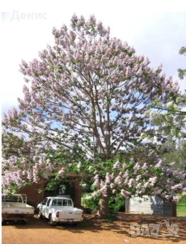 500 семена за Царска пауловния, снимка 5 - Сортови семена и луковици - 52813580