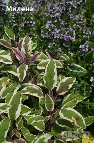 Разсад Лимонена Мащерка / Thymus citriodorus , снимка 2 - Разсади - 52021339