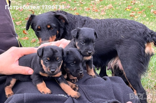 Ягдтериер кученца, снимка 2 - Ягдтериер - 52349820