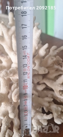 Миди,корали, снимка 11 - Други ценни предмети - 51854663