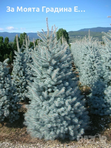 Сребрист Смърч, снимка 4 - Градински цветя и растения - 54020469