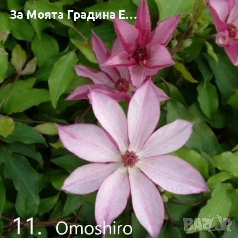 Клематис - 28 различни сорта , снимка 12 - Градински цветя и растения - 49760995