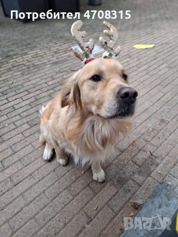 Голдън чистокръвно игриво момче, снимка 6 - Голдън ретривър - 53094906