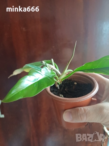 Филодендрон вариегатен, снимка 2 - Стайни растения - 52859315