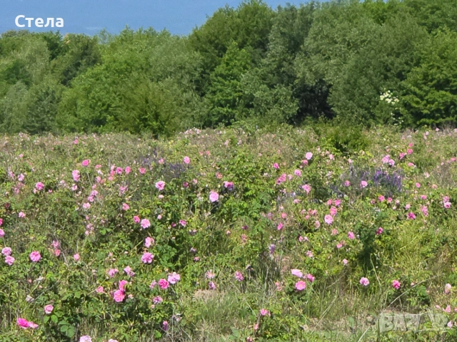 Насаждения маслодайна роза 65 дка с техника /готов бизнес /, снимка 2 - Земеделска земя - 51855898