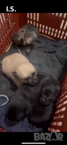 Малки шпицове родени на 1ви декември тел 0898521225