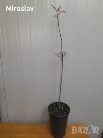 Китайски Мехурник, снимка 9 - Градински цветя и растения - 49674155