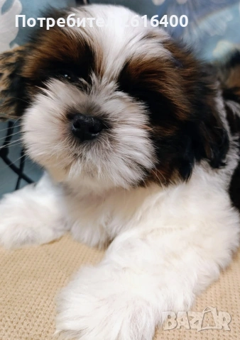 момче и момиче Ши Тцу