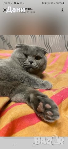 Красив клепоух  Шотландец за разплод , снимка 11 - Британска късокосместа - 40717423