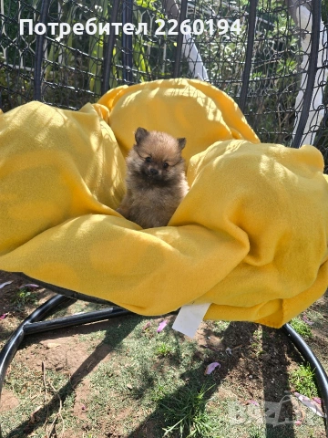 Померан Померанче, снимка 4 - Померан - 54347549