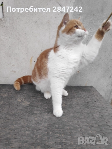 Домашни котенца , снимка 7 - Персийска - 51806512