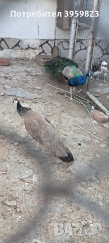 пауни 6 годишни, снимка 2 - други­ - 51433584