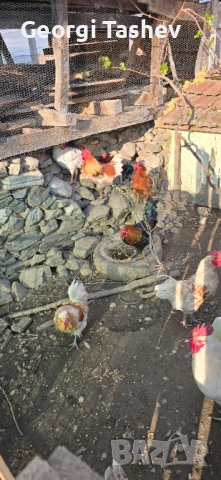 Продавам зайци и петли, снимка 4 - За птици - 54313050