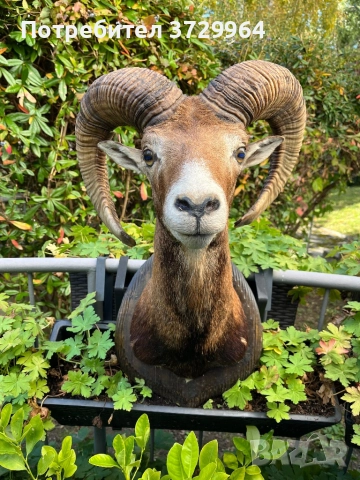 Трофеи от муфлони, снимка 5 - Други - 50464152