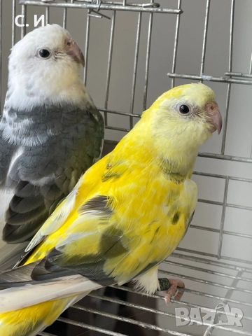 Пойни папагали - двойка и младо