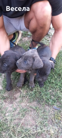 Продавам Кане корсо , снимка 1