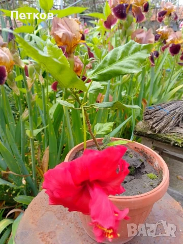 цъфтящи цветя , снимка 4 - Стайни растения - 50488175