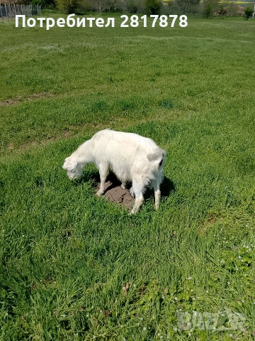 яре , снимка 2 - Кози - 54315911