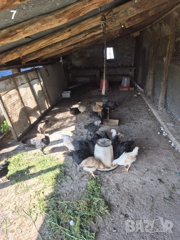 Продавам селски пилета 