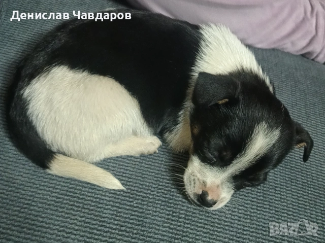 Продавам Пинчер-Джак ръсел , снимка 4 - Пинчер - 54236176