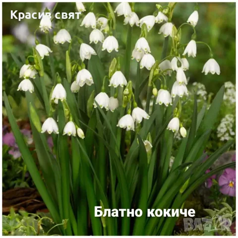 Кокичета за есенно засаждане, снимка 3 - Градински цветя и растения - 56538601