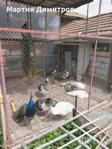 Млади пауни Арлекин и бели, снимка 5 - други­ - 54175555