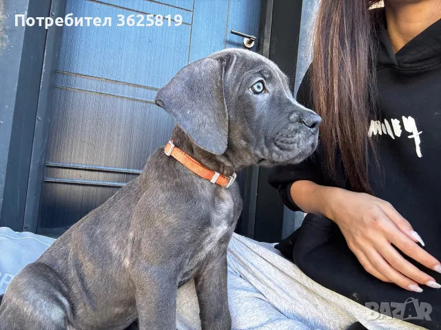 Кане Корсо - Cane Corso кученца, снимка 2 - Кане корсо - 55834113
