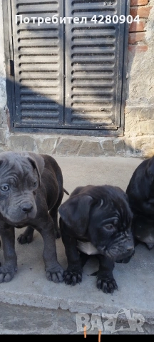 кане корсо бебета, снимка 3 - Кане корсо - 53035265