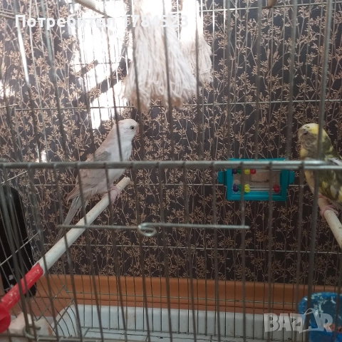 Чифт пойни папагалчета., снимка 4 - Папагали - 52825223