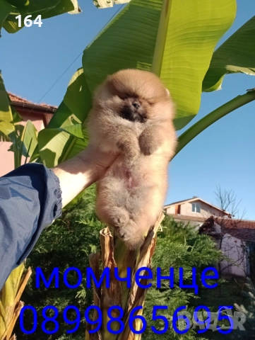 Мъжки Померан на 3 месеца . , снимка 2 - Померан - 52745286