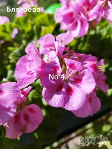 Комплект вкоренени резници Мушкато 10 бр - 9 цвята , снимка 5 - Стайни растения - 46905641