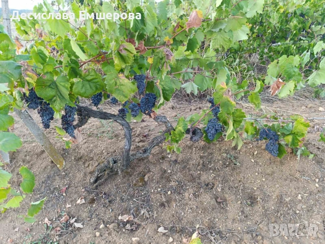 Широка Мелнишка , снимка 1