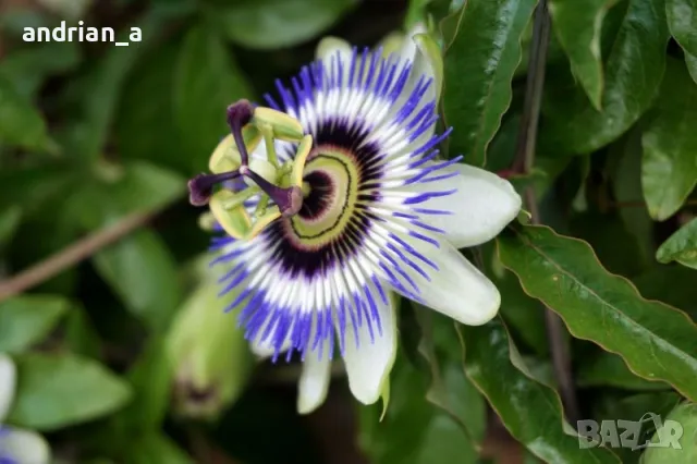 Пасифлора синя /Passiflora caerulea/

, снимка 1