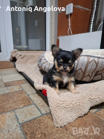 момченце чихуа , снимка 2 - Чихуахуа - 54017948