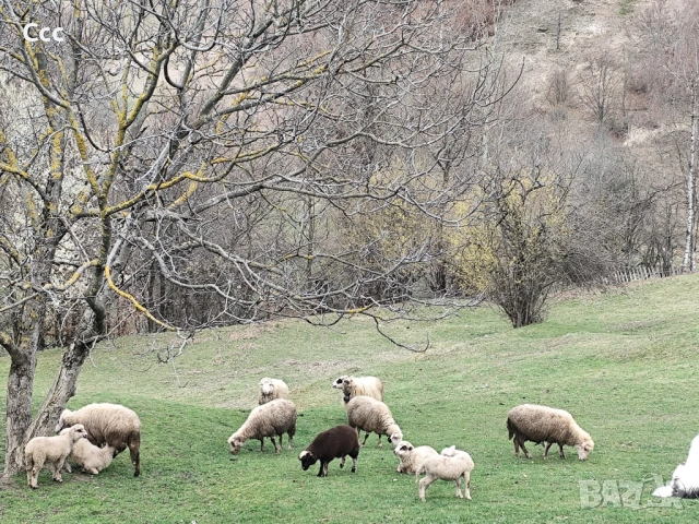 Продават се агнета и овце