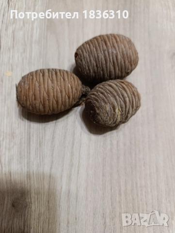 Шишарка атласки кедър , снимка 2 - Други - 52135169